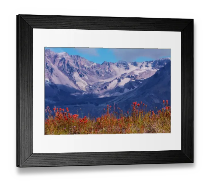 Framed Print : Indian paintbrush, Mount St. Helens National Volcanic Monument, Washington State, USA Framed Print : Indian paintbrush, Mount St. Helens National Volcanic Monument, Washington State, USA