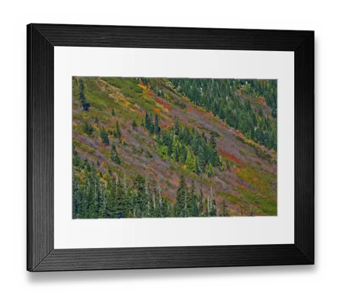 Framed Print : Fall foliage, Stevens Pass Area, Washington State, USA Framed Print : Fall foliage, Stevens Pass Area, Washington State, USA