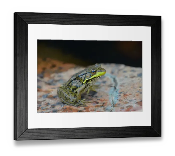 Framed Print : Killarney Provincial Park. Green frog at edge of pond
