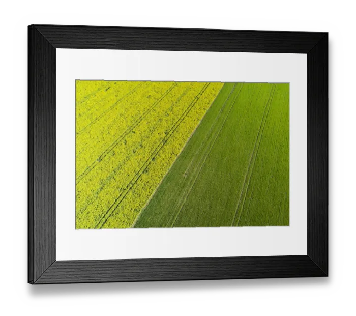 Framed Print : Tire tracks in yellow rapeseed field, near Methven, Mid Canterbury, South Island