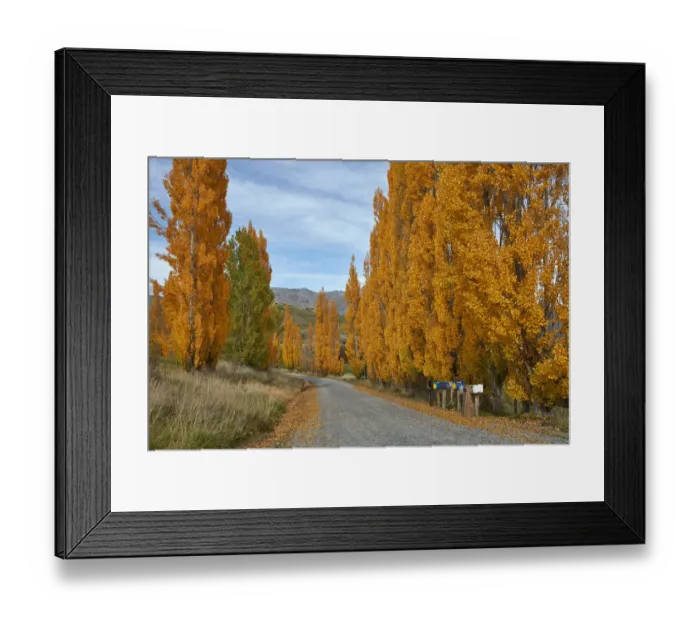 Framed Print : Poplar trees in autumn and letterboxes, Crown Terrace, near Arrowtown, near Queenstown Framed Print : Poplar trees in autumn and letterboxes, Crown Terrace, near Arrowtown, near Queenstown