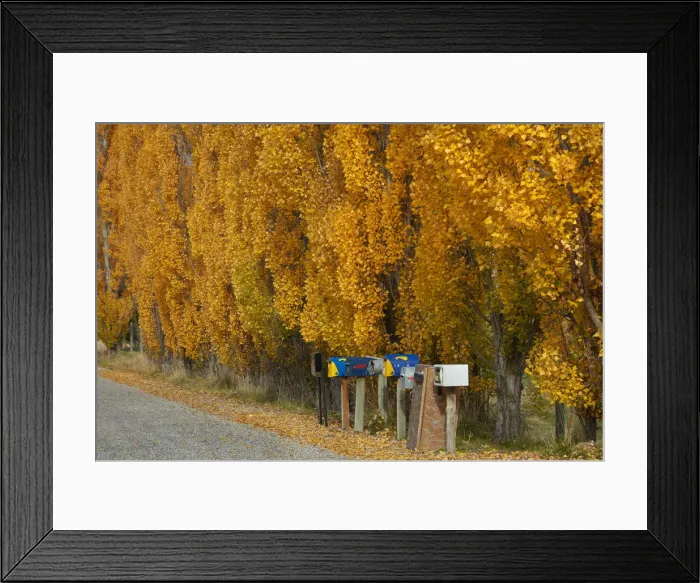 Framed Print : Poplar trees in autumn and letterboxes, Crown Terrace, near Arrowtown, near Queenstown
