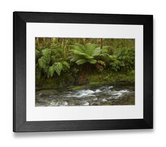 Framed Print : Muir Creek and native bush, Pleasant Flat, Hst Pass, Mt. Aspiring National Park Framed Print : Muir Creek and native bush, Pleasant Flat, Hst Pass, Mt. Aspiring National Park