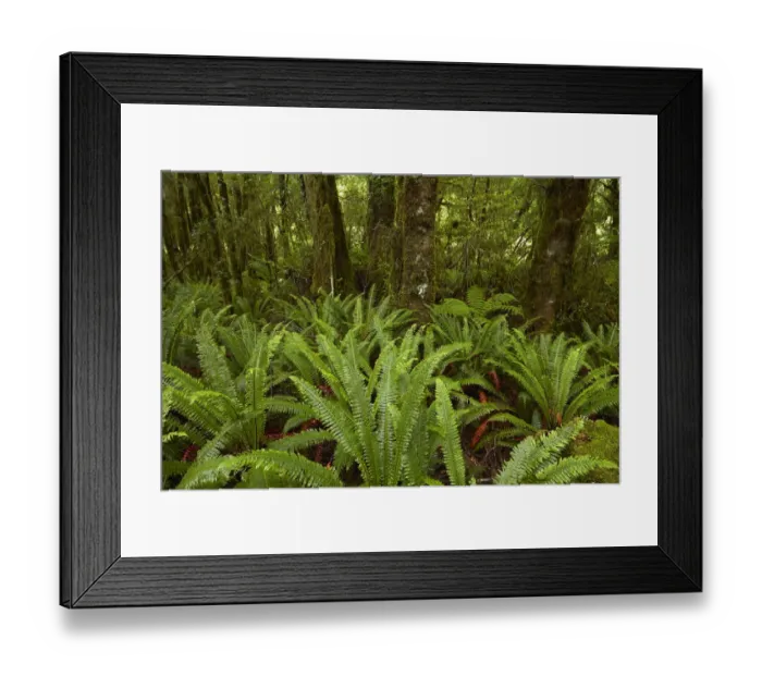Framed Print : Native bush, Pleasant Flat, Hst Pass, Mt. Aspiring National Park, West Coast, South Island Framed Print : Native bush, Pleasant Flat, Hst Pass, Mt. Aspiring National Park, West Coast, South Island
