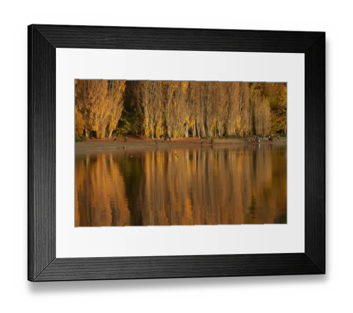 Framed Print : Poplar Trees and tourists photographing That Wanaka Tree, Lake Wanaka, Otago Framed Print : Poplar Trees and tourists photographing That Wanaka Tree, Lake Wanaka, Otago