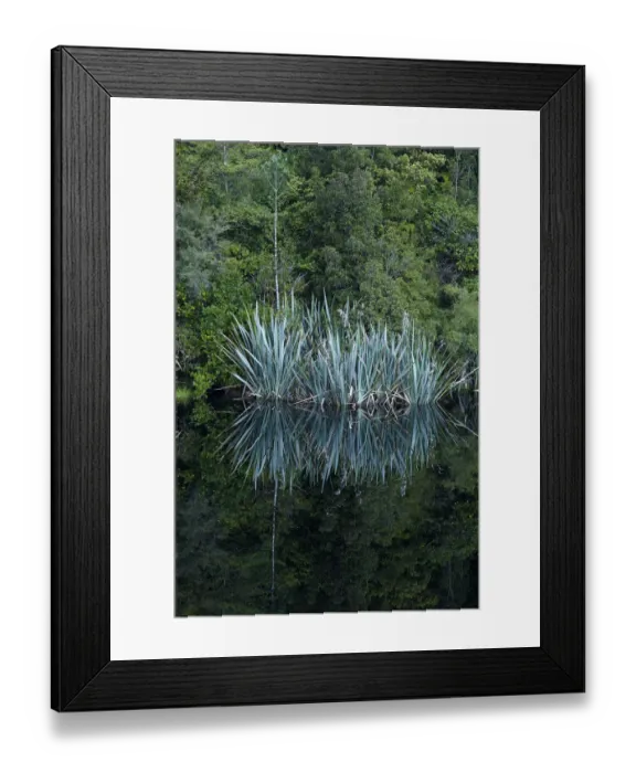 Framed Print : Flax and forest reflected in Lake Matheson, Westland National Park, West Coast, South Island