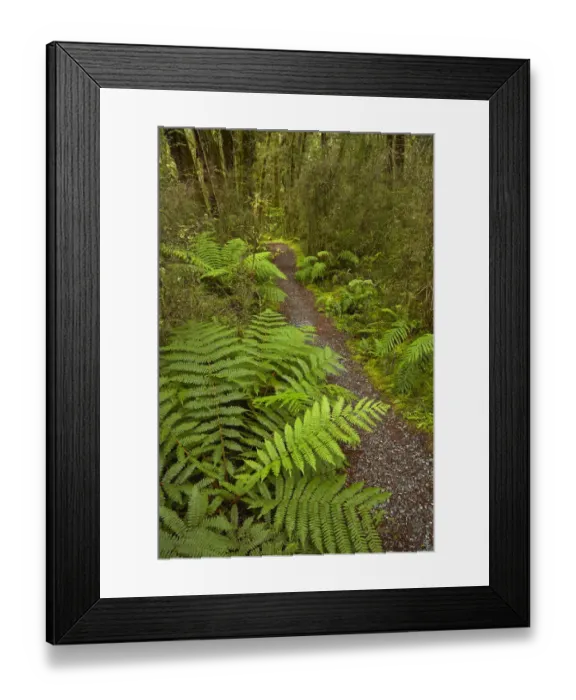 Framed Print : Bush walk, Pleasant Flat, Hst Pass, Mt. Aspiring National Park, West Coast, South Island Framed Print : Bush walk, Pleasant Flat, Hst Pass, Mt. Aspiring National Park, West Coast, South Island