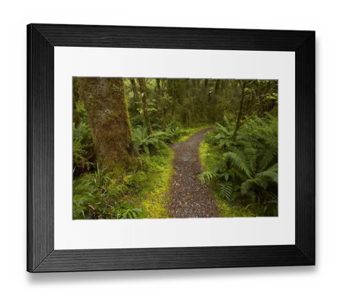 Framed Print : Bush walk, Pleasant Flat, Hst Pass, Mt. Aspiring National Park, West Coast, South Island Framed Print : Bush walk, Pleasant Flat, Hst Pass, Mt. Aspiring National Park, West Coast, South Island