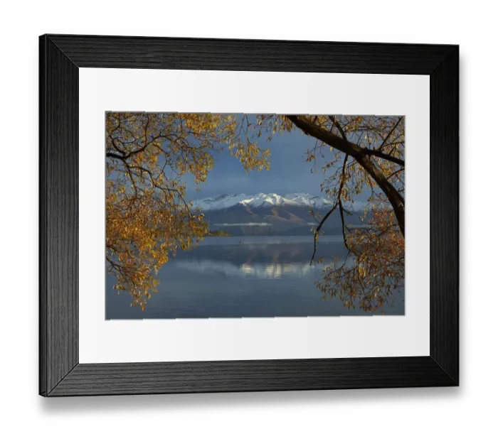 Framed Print : Willow tree and Buchanan Peaks reflected in Lake Wanaka, Otago, South Island, New Zealand Framed Print : Willow tree and Buchanan Peaks reflected in Lake Wanaka, Otago, South Island, New Zealand