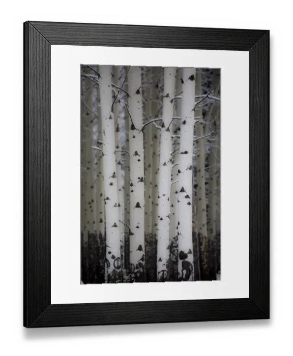 Framed Print : Fresh late summer snow and Aspen tree trunks, Banff National Park, Alberta, Canada