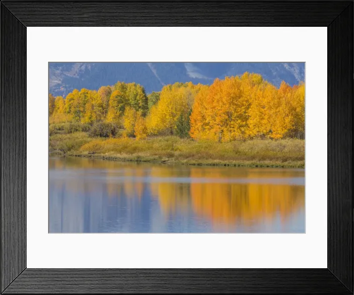 Framed Print : USA, Wyoming, Grand Teton National Park. Autumn colored aspen trees are reflected