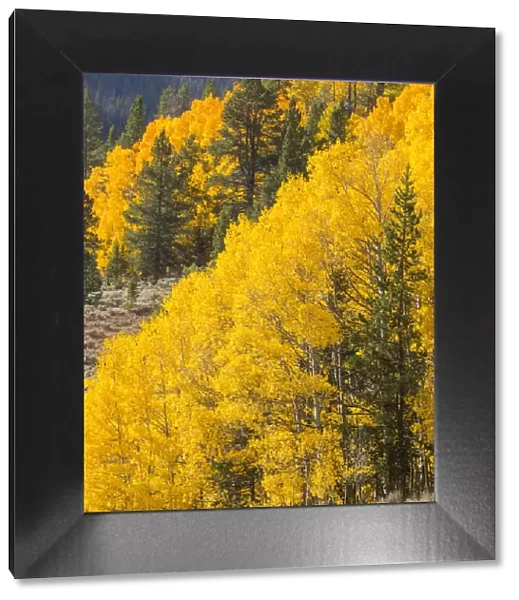 USA, Wyoming, Sublette County. Wyoming Range, colorful autumn aspens are layered