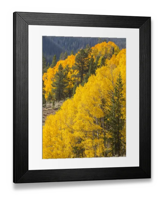 Framed Print : USA, Wyoming, Sublette County. Wyoming Range, colorful autumn aspens are layered