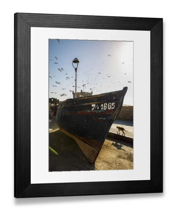 Framed Print : Essaouira, Morocco, Seagulls swam over a boat and a cat Framed Print : Essaouira, Morocco, Seagulls swam over a boat and a cat