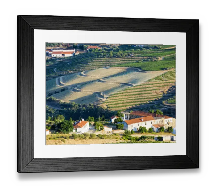 Framed Print : Terraced vineyards lining the hills of the Douro Valley Framed Print : Terraced vineyards lining the hills of the Douro Valley
