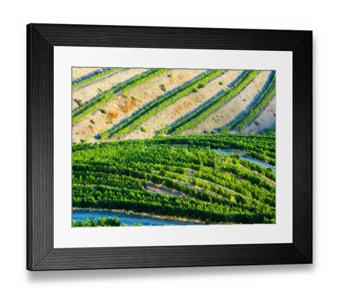Framed Print : Portugal. Terraced vineyards lining the hills of the Douro Valley
