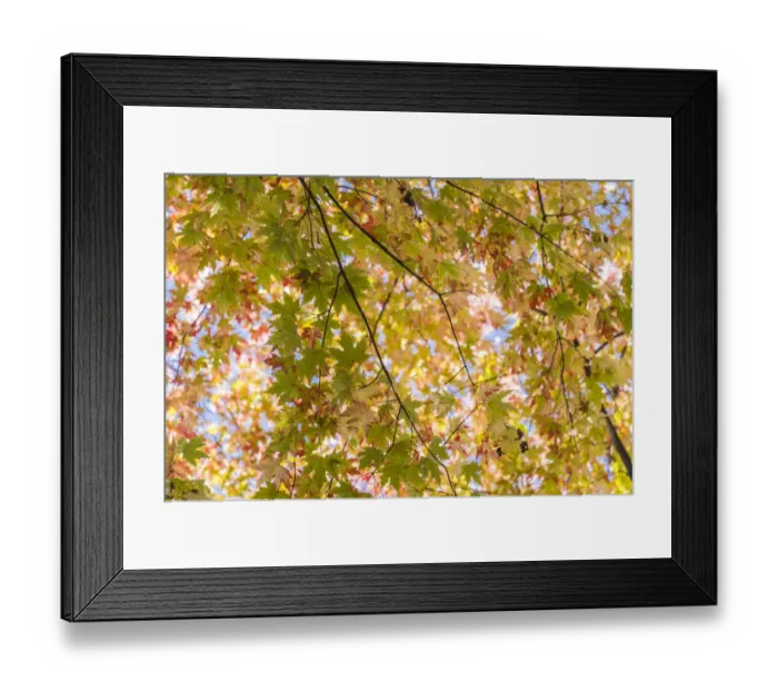 Framed Print : Canada, Quebec, Montreal. Carre St-Louis square leaves Framed Print : Canada, Quebec, Montreal. Carre St-Louis square leaves