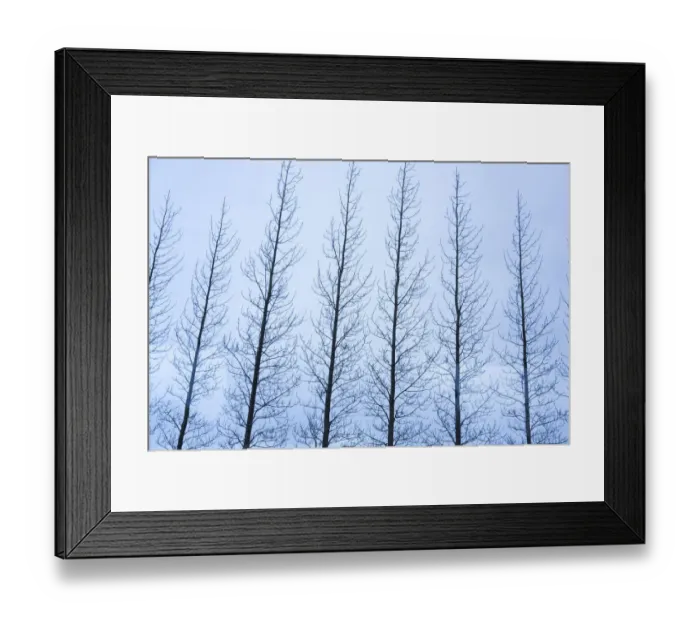Framed Print : Iceland, Golden Circle. Line of leafless trees in winter Framed Print : Iceland, Golden Circle. Line of leafless trees in winter