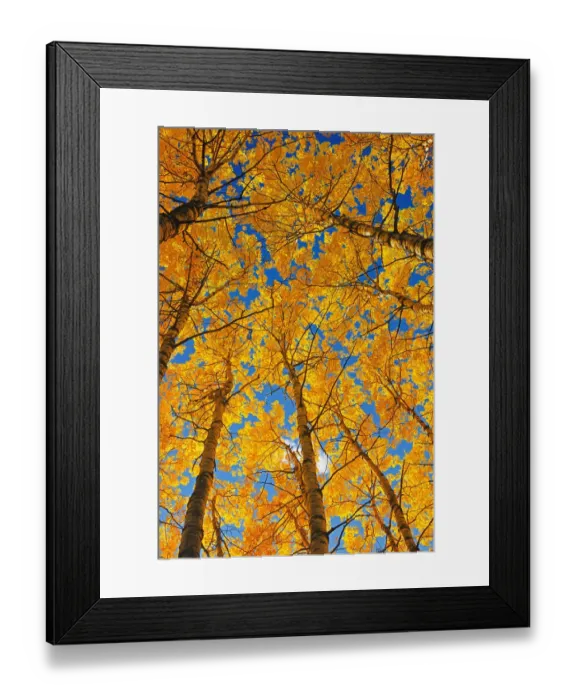 Framed Print : Canada, Saskatchewan, Prince Albert National Park. Trembling aspen forest in autumn colors Framed Print : Canada, Saskatchewan, Prince Albert National Park. Trembling aspen forest in autumn colors