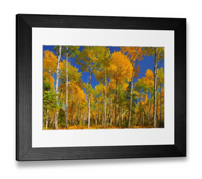 Framed Print : Canada, Saskatchewan, Prince Albert National Park. Trembling aspen forest in autumn colors Framed Print : Canada, Saskatchewan, Prince Albert National Park. Trembling aspen forest in autumn colors