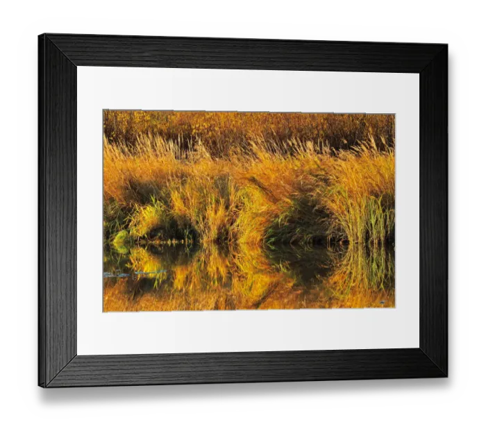 Framed Print : Canada, Saskatchewan, Prince Albert National Park. Autumn reflection of grasses along Spruce River Framed Print : Canada, Saskatchewan, Prince Albert National Park. Autumn reflection of grasses along Spruce River