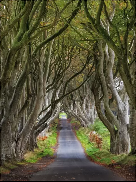 The Dark Hedges in County Antrim, Northern Ireland