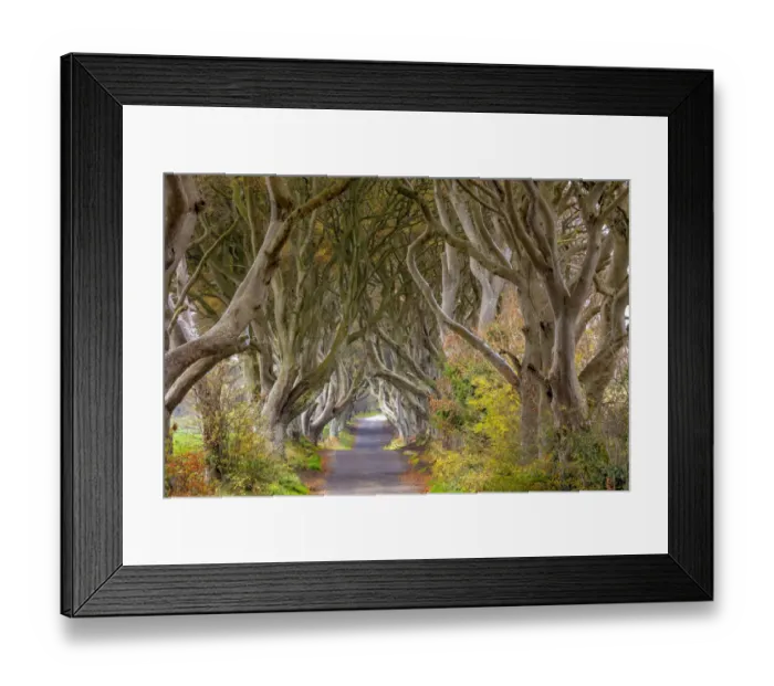 Framed Print : The Dark Hedges in County Antrim, Northern Ireland Framed Print : The Dark Hedges in County Antrim, Northern Ireland