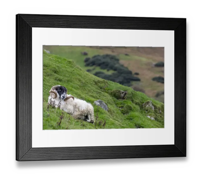 Framed Print : Lanark blackface ram on the Fanad Peninsula, Ireland Framed Print : Lanark blackface ram on the Fanad Peninsula, Ireland