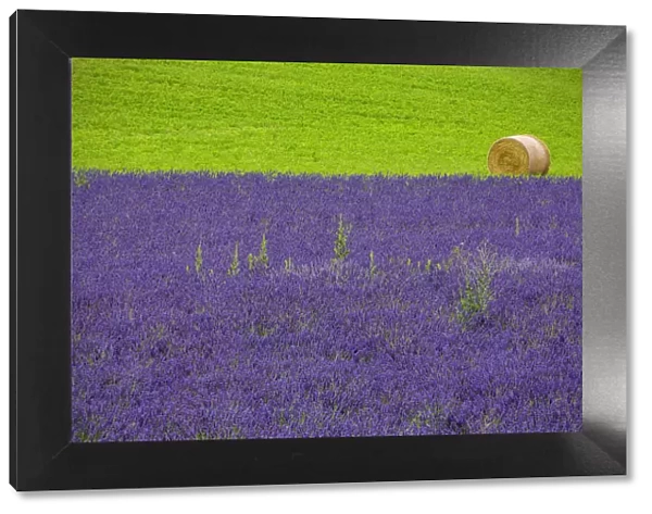 Europe, France, Provence. Farm field with lavender and hay bale