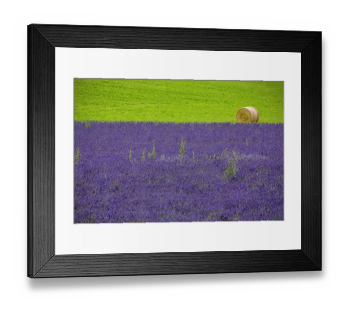 Framed Print : Europe, France, Provence. Farm field with lavender and hay bale Framed Print : Europe, France, Provence. Farm field with lavender and hay bale