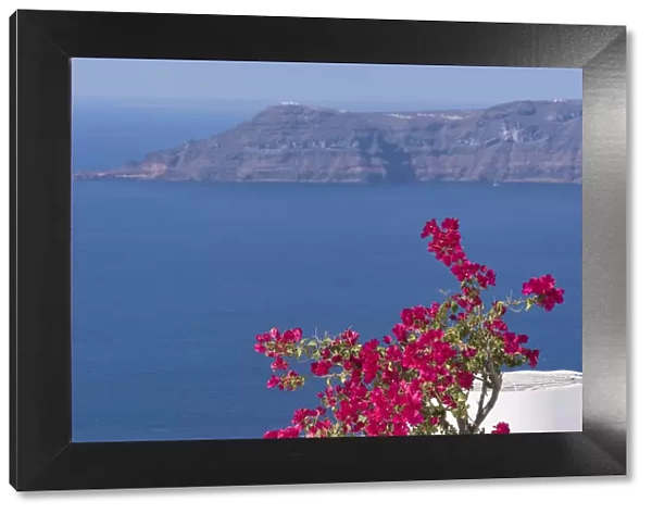 Greece, Santorini. Bougainvillea in bloom standing out vibrantly against the blue of the Aegean Sea