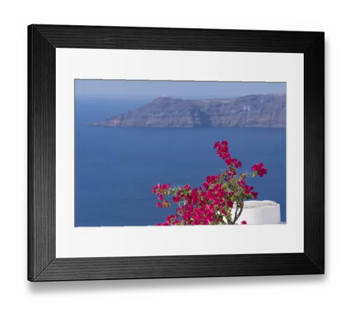 Framed Print : Greece, Santorini. Bougainvillea in bloom standing out vibrantly against the blue of the Aegean Sea Framed Print : Greece, Santorini. Bougainvillea in bloom standing out vibrantly against the blue of the Aegean Sea
