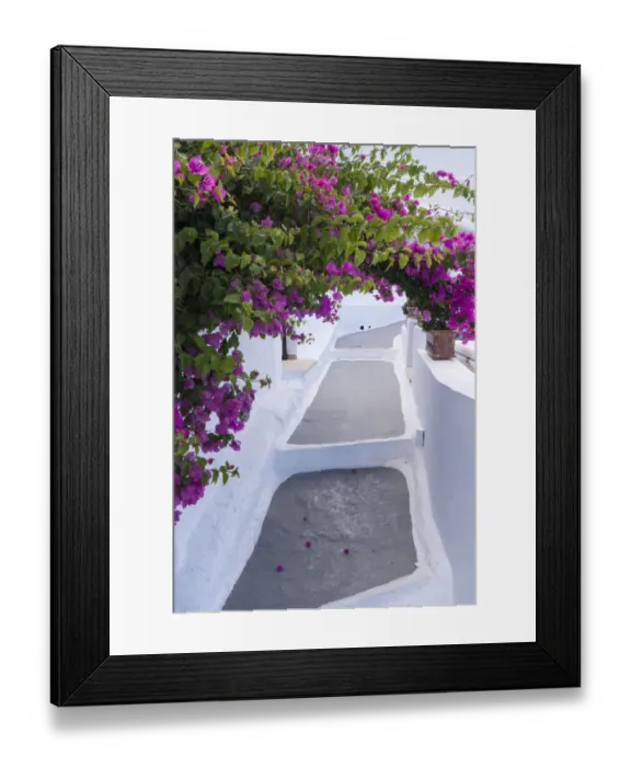 Framed Print : Greece, Santorini. Bougainvillea draping over an alleyway in the town of Firostefani