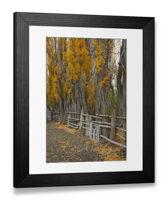 Framed Print : Poplar trees and stock yard by La Leona River, Patagonia, Argentina Framed Print : Poplar trees and stock yard by La Leona River, Patagonia, Argentina