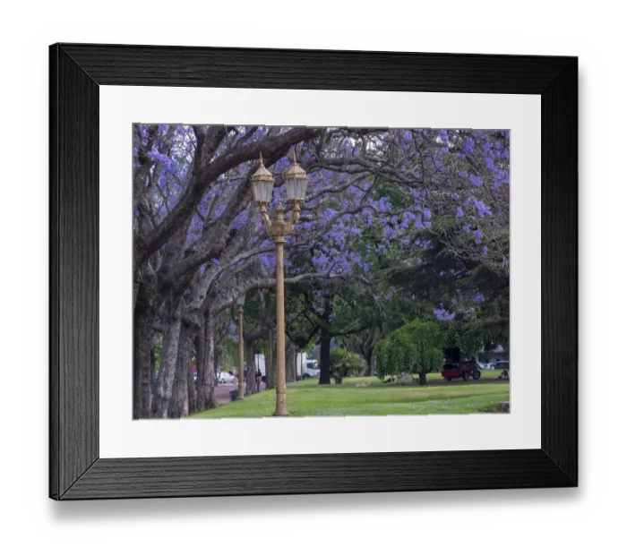 Framed Print : Alley with jacaranda trees in park Plaza Intendente Seeber. Buenos Aires, capital of Argentina Framed Print : Alley with jacaranda trees in park Plaza Intendente Seeber. Buenos Aires, capital of Argentina