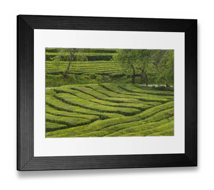 Framed Print : Portugal, Azores, Sao Miguel Island. Gorreana Tea Plantation, one of the last tea Framed Print : Portugal, Azores, Sao Miguel Island. Gorreana Tea Plantation, one of the last tea