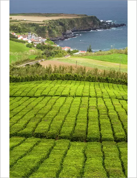 Portugal, Azores, Sao Miguel Island. Gorreana Tea Plantation, one of the last tea