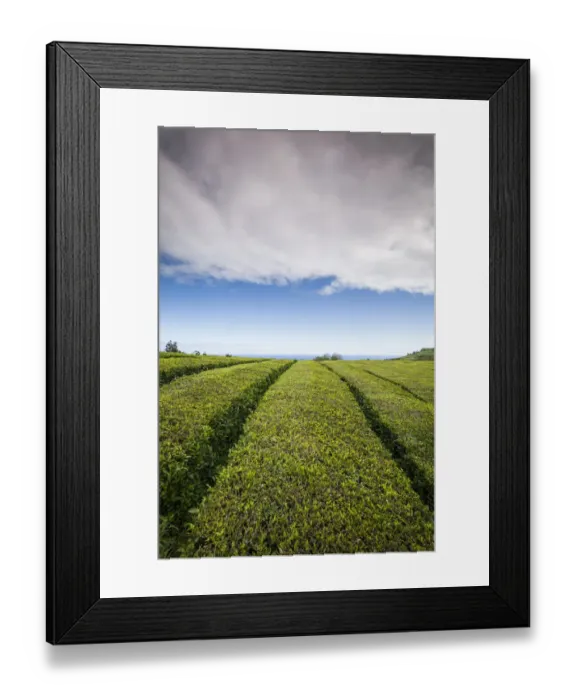 Framed Print : Portugal, Azores, Sao Miguel Island. Gorreana Tea Plantation, one of the last tea Framed Print : Portugal, Azores, Sao Miguel Island. Gorreana Tea Plantation, one of the last tea