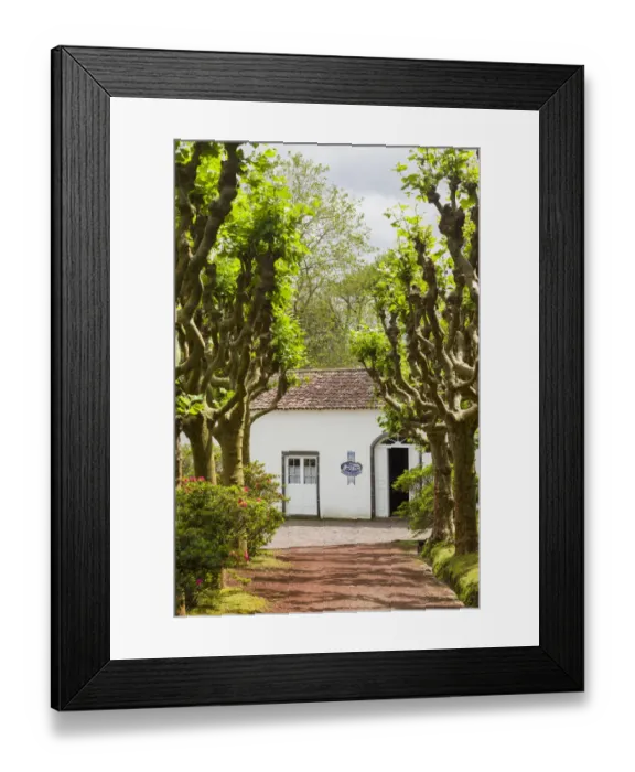 Framed Print : Portugal, Azores, Sao Miguel Island, Gorreana. Cha Porto Formoso tea factory exterior Framed Print : Portugal, Azores, Sao Miguel Island, Gorreana. Cha Porto Formoso tea factory exterior