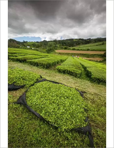 Portugal, Azores, Sao Miguel Island. Gorreana Tea Plantation, one of the last tea growers in Europe