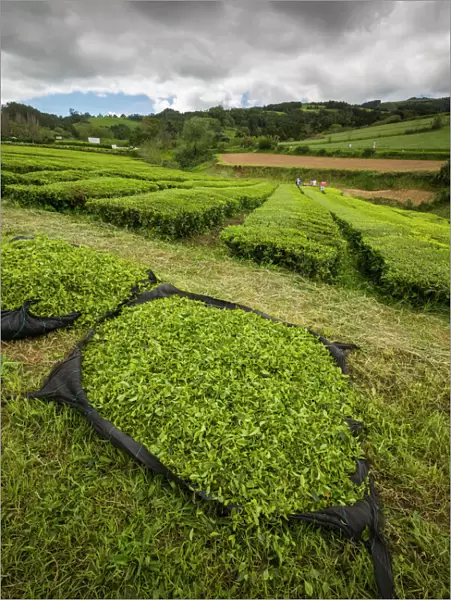 Portugal, Azores, Sao Miguel Island. Gorreana Tea Plantation, one of the last tea growers in Europe