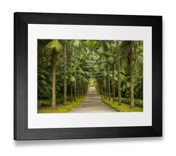 Framed Print : Portugal, Azores, Sao Miguel Island, Furnas. Terra Nostra Garden, tree-lined path Framed Print : Portugal, Azores, Sao Miguel Island, Furnas. Terra Nostra Garden, tree-lined path