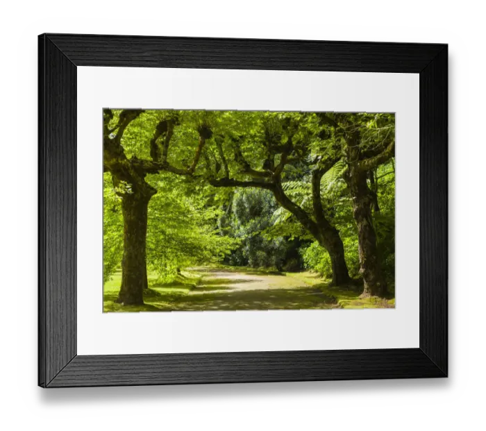 Framed Print : Portugal, Azores, Sao Miguel Island, Furnas. Terra Nostra Garden