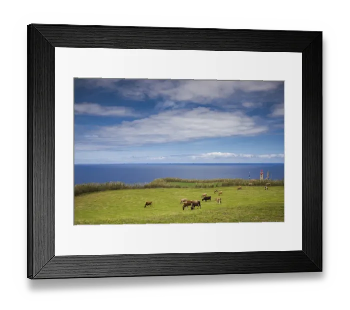 Framed Print : Portugal, Azores, Sao Miguel Island, Cintrao. Ponta de Cintrao, cattle and lighthouse Framed Print : Portugal, Azores, Sao Miguel Island, Cintrao. Ponta de Cintrao, cattle and lighthouse