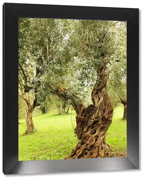 Italy, old Mediterranean olive trees. The botanical name Olea europaea, meaning European