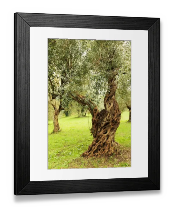 Framed Print : Italy, old Mediterranean olive trees. The botanical name Olea europaea, meaning European Framed Print : Italy, old Mediterranean olive trees. The botanical name Olea europaea, meaning European