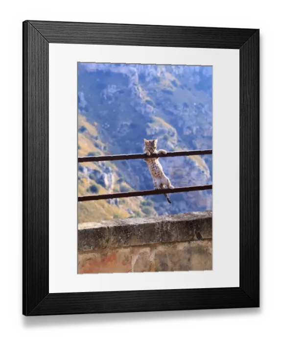 Framed Print : Southern Italy, Region of Basilicata. Small kitten hanging from a hand railing Framed Print : Southern Italy, Region of Basilicata. Small kitten hanging from a hand railing