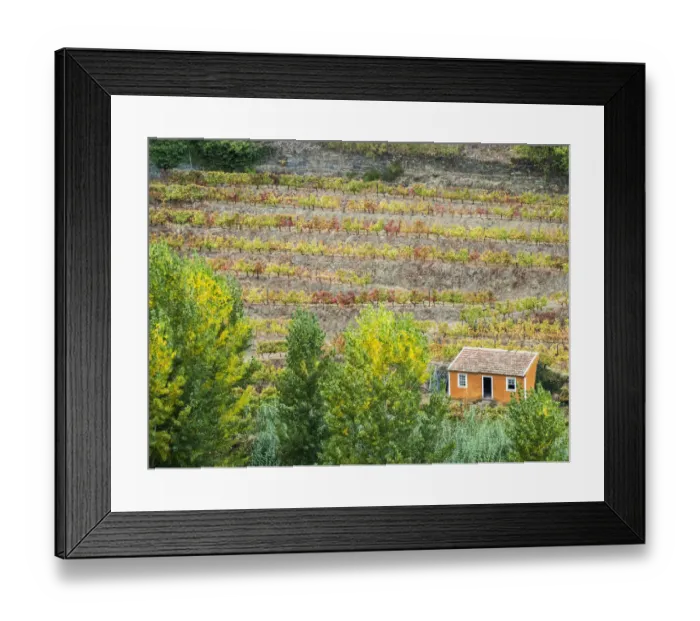 Framed Print : Portugal, Douro Valley. Small orange dwelling in the vineyards of the Douro Valley in autumn Framed Print : Portugal, Douro Valley. Small orange dwelling in the vineyards of the Douro Valley in autumn