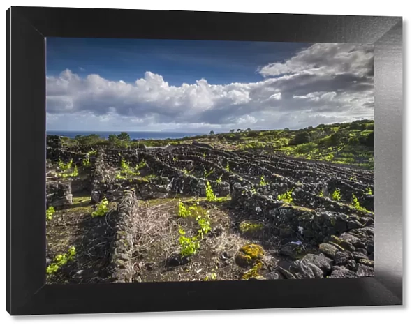 Portugal, Azores, Pico Island, Cabritos. Vineyard in volcanic stone