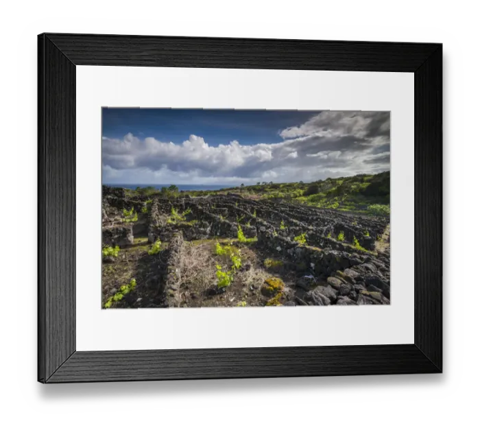 Framed Print : Portugal, Azores, Pico Island, Cabritos. Vineyard in volcanic stone